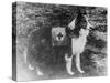 Red Cross Dog in Italy Photograph - Italy-Lantern Press-Stretched Canvas