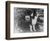 Red Cross Dog in Italy Photograph - Italy-Lantern Press-Framed Art Print