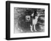 Red Cross Dog in Italy Photograph - Italy-Lantern Press-Framed Art Print