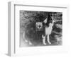 Red Cross Dog in Italy Photograph - Italy-Lantern Press-Framed Art Print