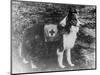 Red Cross Dog in Italy Photograph - Italy-Lantern Press-Mounted Art Print