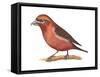 Red Crossbill (Loxia Curvirostra), Birds-Encyclopaedia Britannica-Framed Stretched Canvas