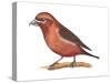 Red Crossbill (Loxia Curvirostra), Birds-Encyclopaedia Britannica-Stretched Canvas