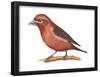 Red Crossbill (Loxia Curvirostra), Birds-Encyclopaedia Britannica-Framed Poster