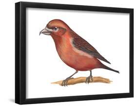 Red Crossbill (Loxia Curvirostra), Birds-Encyclopaedia Britannica-Framed Poster