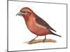 Red Crossbill (Loxia Curvirostra), Birds-Encyclopaedia Britannica-Mounted Poster