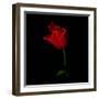 Red Crown Tulip-Magda Indigo-Framed Photographic Print