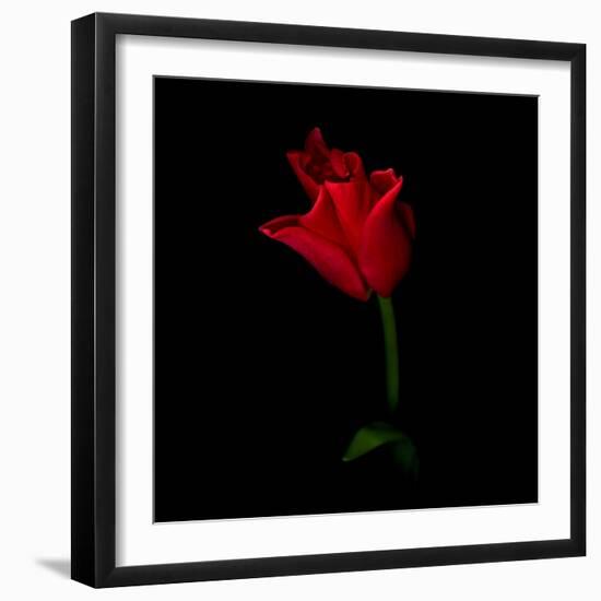 Red Crown Tulip-Magda Indigo-Framed Photographic Print