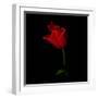 Red Crown Tulip-Magda Indigo-Framed Photographic Print