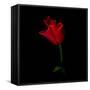 Red Crown Tulip-Magda Indigo-Framed Stretched Canvas