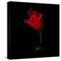Red Crown Tulip-Magda Indigo-Stretched Canvas