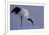 Red-crowned crane, Hokkaido Island, Japan-Art Wolfe-Framed Premium Photographic Print