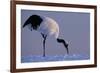 Red-crowned crane, Hokkaido Island, Japan-Art Wolfe-Framed Premium Photographic Print