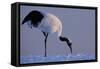 Red-crowned crane, Hokkaido Island, Japan-Art Wolfe-Framed Stretched Canvas