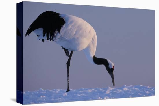 Red-crowned crane, Hokkaido Island, Japan-Art Wolfe-Stretched Canvas