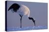 Red-crowned crane, Hokkaido Island, Japan-Art Wolfe-Stretched Canvas