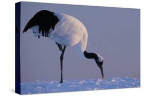 Red-crowned crane, Hokkaido Island, Japan-Art Wolfe-Stretched Canvas