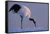 Red-crowned crane, Hokkaido Island, Japan-Art Wolfe-Framed Stretched Canvas