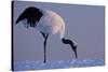 Red-crowned crane, Hokkaido Island, Japan-Art Wolfe-Stretched Canvas