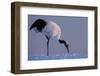 Red-crowned crane, Hokkaido Island, Japan-Art Wolfe-Framed Photographic Print