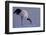 Red-crowned crane, Hokkaido Island, Japan-Art Wolfe-Framed Photographic Print