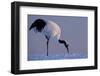 Red-crowned crane, Hokkaido Island, Japan-Art Wolfe-Framed Photographic Print