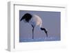 Red-crowned crane, Hokkaido Island, Japan-Art Wolfe-Framed Photographic Print