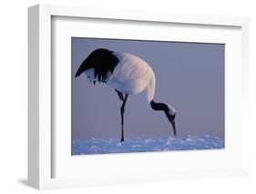 Red-crowned crane, Hokkaido Island, Japan-Art Wolfe-Framed Photographic Print