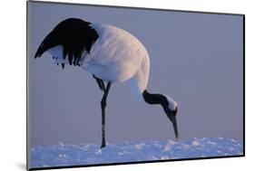 Red-crowned crane, Hokkaido Island, Japan-Art Wolfe-Mounted Photographic Print