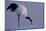 Red-crowned crane, Hokkaido Island, Japan-Art Wolfe-Mounted Photographic Print