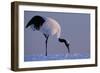Red-crowned crane, Hokkaido Island, Japan-Art Wolfe-Framed Photographic Print