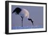 Red-crowned crane, Hokkaido Island, Japan-Art Wolfe-Framed Photographic Print