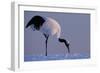 Red-crowned crane, Hokkaido Island, Japan-Art Wolfe-Framed Photographic Print