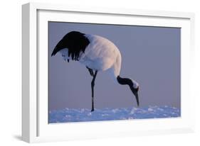 Red-crowned crane, Hokkaido Island, Japan-Art Wolfe-Framed Photographic Print