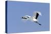 Red-Crowned Crane in Flight-null-Stretched Canvas