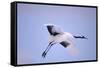 Red-Crowned Crane in Flight-DLILLC-Framed Stretched Canvas