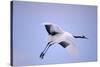 Red-Crowned Crane in Flight-DLILLC-Stretched Canvas