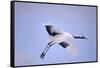 Red-Crowned Crane in Flight-DLILLC-Framed Stretched Canvas