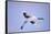 Red-Crowned Crane in Flight-DLILLC-Framed Stretched Canvas