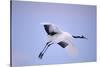 Red-Crowned Crane in Flight-DLILLC-Stretched Canvas