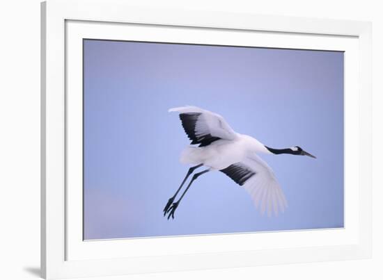 Red-Crowned Crane in Flight-DLILLC-Framed Photographic Print