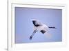 Red-Crowned Crane in Flight-DLILLC-Framed Photographic Print