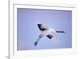 Red-Crowned Crane in Flight-DLILLC-Framed Photographic Print