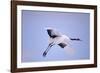 Red-Crowned Crane in Flight-DLILLC-Framed Photographic Print