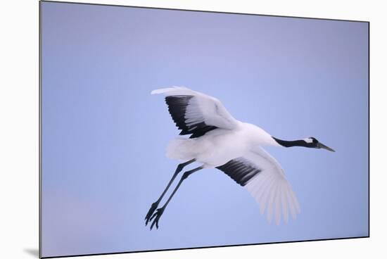 Red-Crowned Crane in Flight-DLILLC-Mounted Photographic Print