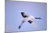 Red-Crowned Crane in Flight-DLILLC-Mounted Photographic Print