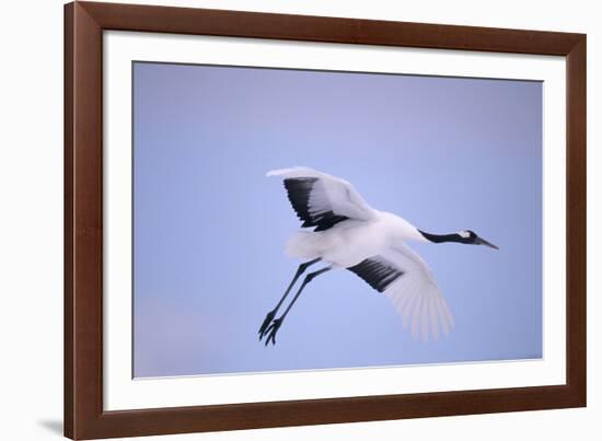 Red-Crowned Crane in Flight-DLILLC-Framed Photographic Print