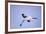 Red-Crowned Crane in Flight-DLILLC-Framed Photographic Print