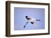 Red-Crowned Crane in Flight-DLILLC-Framed Photographic Print