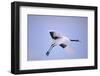 Red-Crowned Crane in Flight-DLILLC-Framed Photographic Print